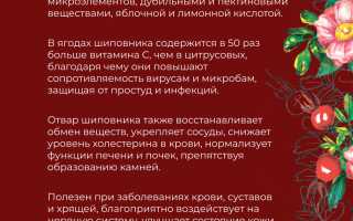 Шиповник при лечении гастрита