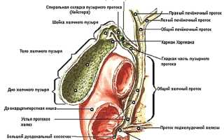 Холедох поджелудочной железы