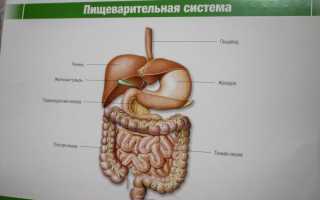 Как лечить гастрит куриными желудками?